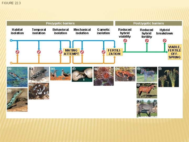 FIGURE 22. 3 Prezygotic barriers Habitat isolation Temporal isolation Behavioral isolation Mechanical isolation Postzygotic