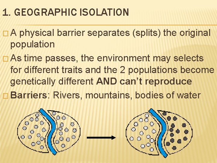 1. GEOGRAPHIC ISOLATION �A physical barrier separates (splits) the original population � As time