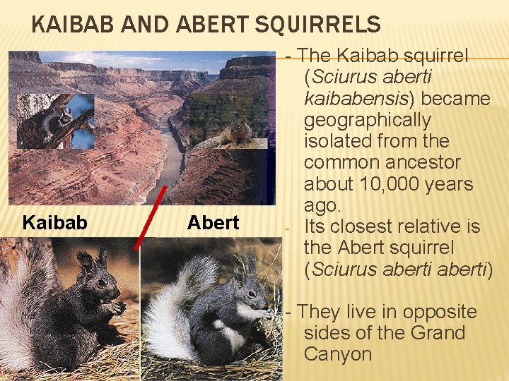 KAIBAB AND ABERT SQUIRRELS Kaibab Abert - The Kaibab squirrel (Sciurus aberti kaibabensis) became