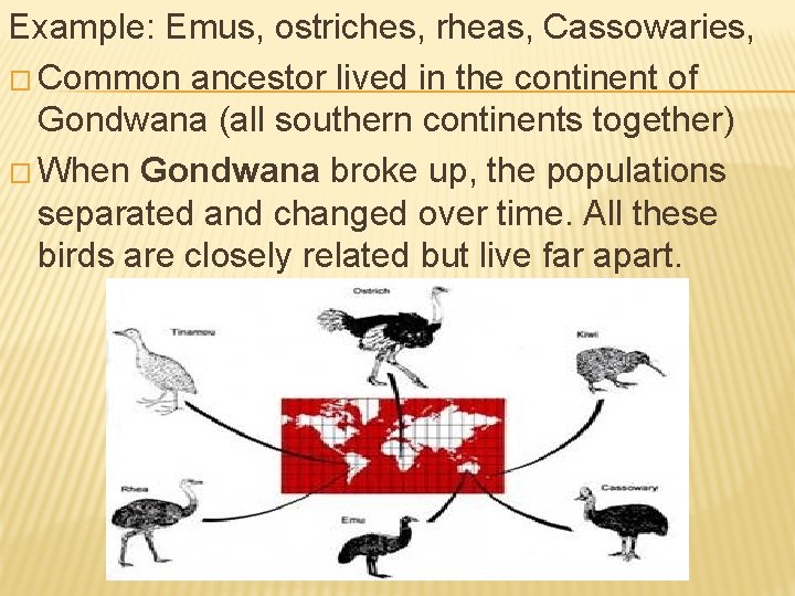 Example: Emus, ostriches, rheas, Cassowaries, � Common ancestor lived in the continent of Gondwana