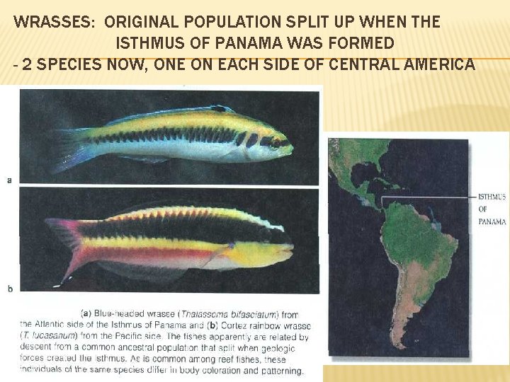 WRASSES: ORIGINAL POPULATION SPLIT UP WHEN THE ISTHMUS OF PANAMA WAS FORMED - 2