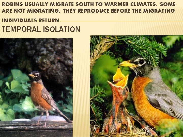 ROBINS USUALLY MIGRATE SOUTH TO WARMER CLIMATES. SOME ARE NOT MIGRATING. THEY REPRODUCE BEFORE