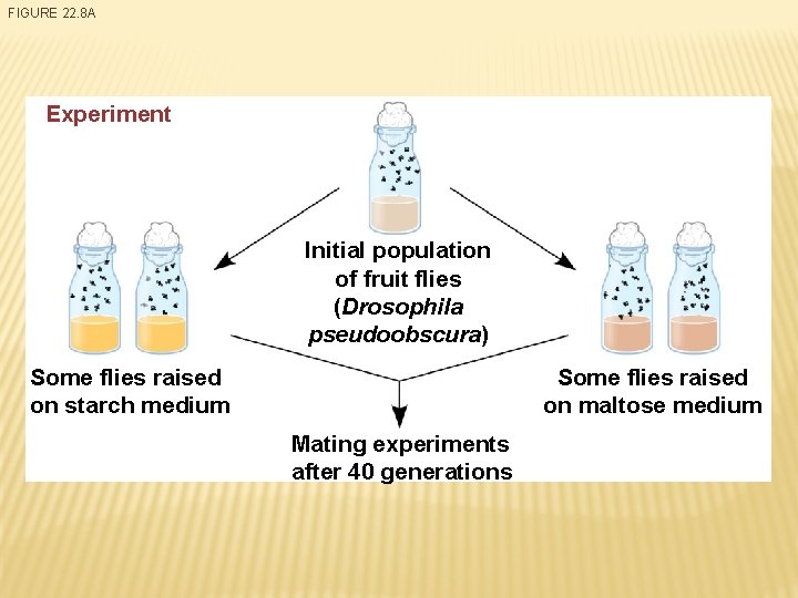 FIGURE 22. 8 A Experiment Initial population of fruit flies (Drosophila pseudoobscura) Some flies