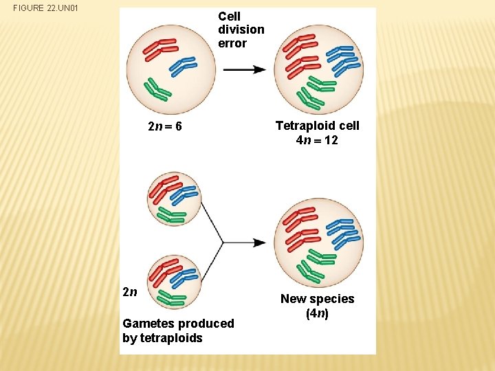 FIGURE 22. UN 01 Cell division error 2 n 6 2 n Gametes produced