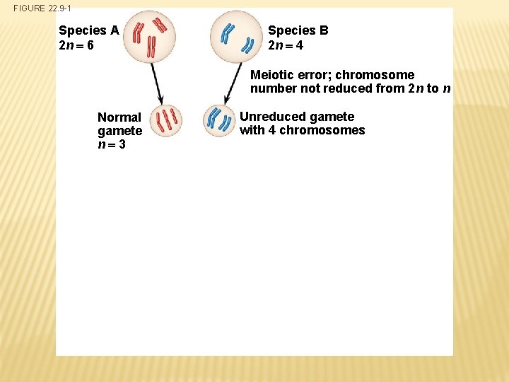 FIGURE 22. 9 -1 Species A 2 n 6 Species B 2 n 4