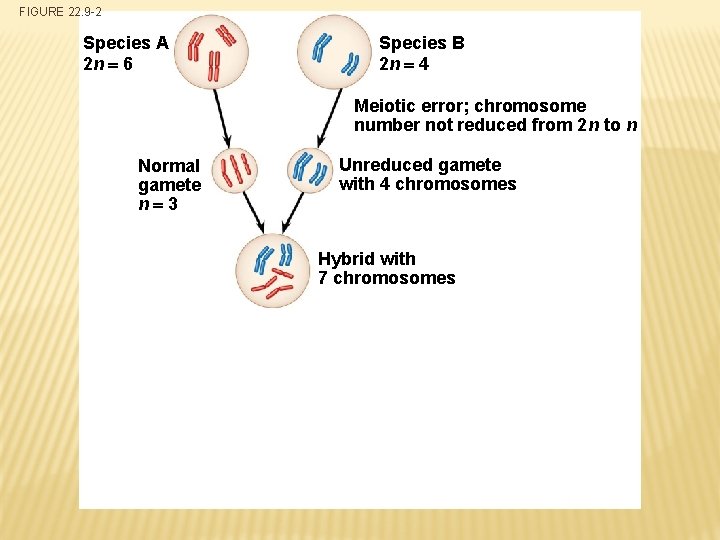 FIGURE 22. 9 -2 Species A 2 n 6 Species B 2 n 4