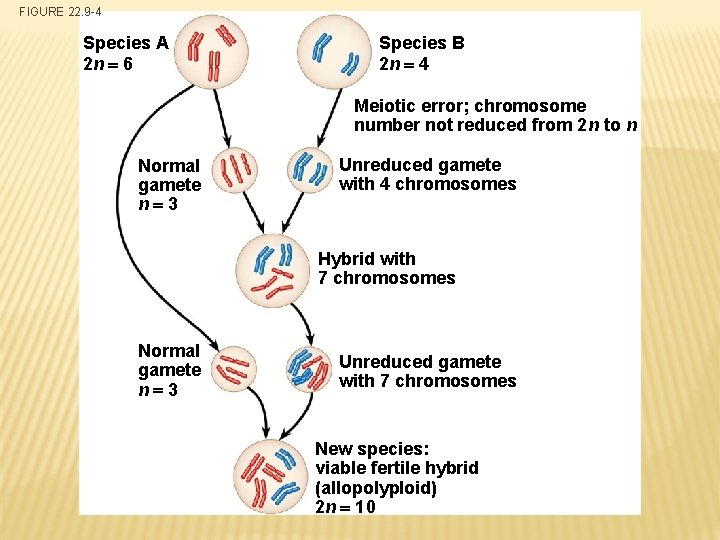 FIGURE 22. 9 -4 Species A 2 n 6 Species B 2 n 4