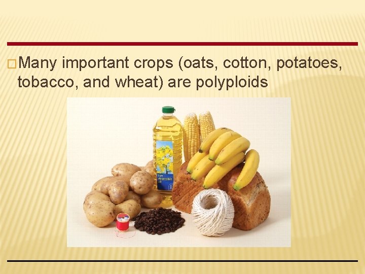 �Many important crops (oats, cotton, potatoes, tobacco, and wheat) are polyploids 