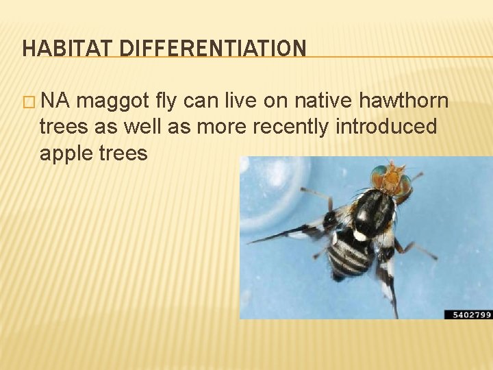 HABITAT DIFFERENTIATION � NA maggot fly can live on native hawthorn trees as well