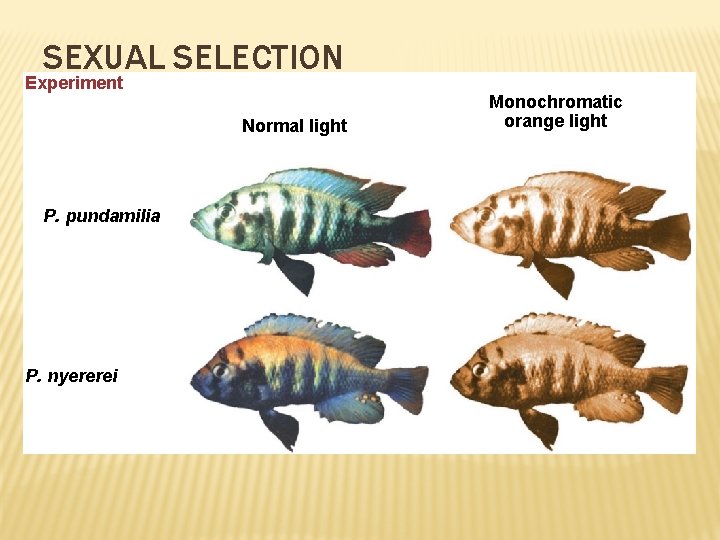 SEXUAL SELECTION Experiment Normal light P. pundamilia P. nyererei Monochromatic orange light 