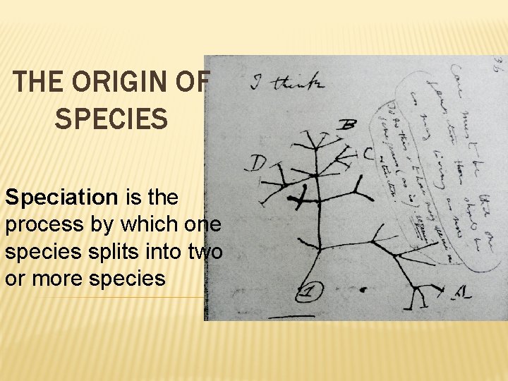 THE ORIGIN OF SPECIES Speciation is the process by which one species splits into