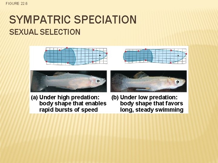 FIGURE 22. 6 SYMPATRIC SPECIATION SEXUAL SELECTION (a) Under high predation: (b) Under low