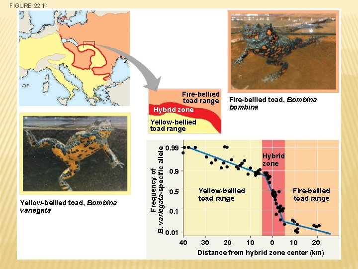 FIGURE 22. 11 Fire-bellied toad range Hybrid zone Fire-bellied toad, Bombina bombina Yellow-bellied toad,