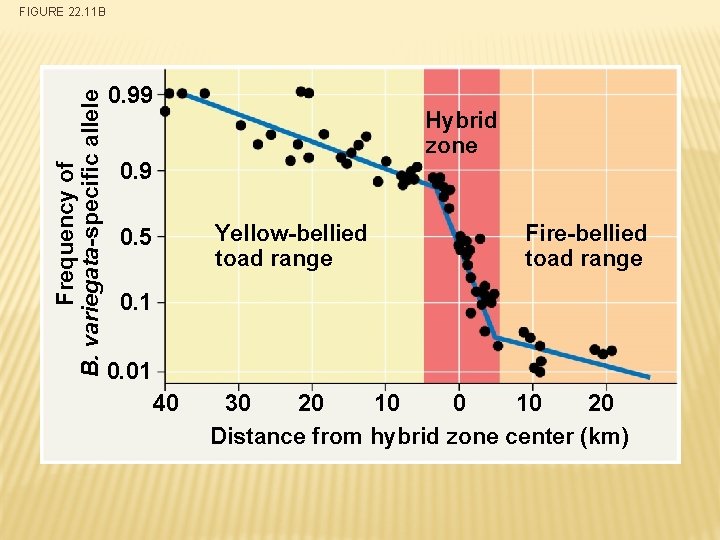 Frequency of B. variegata-specific allele FIGURE 22. 11 B 0. 99 Hybrid zone 0.