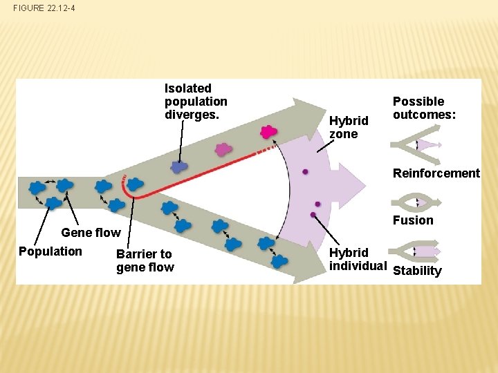 FIGURE 22. 12 -4 Isolated population diverges. Hybrid zone Possible outcomes: Reinforcement Gene flow