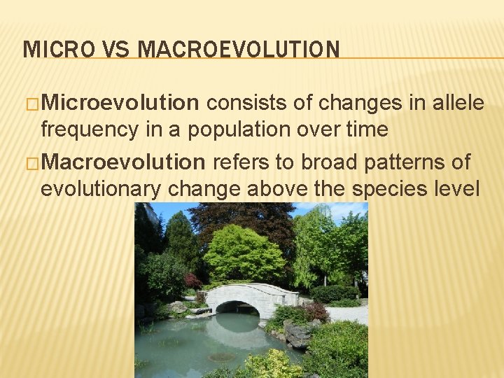 MICRO VS MACROEVOLUTION �Microevolution consists of changes in allele frequency in a population over