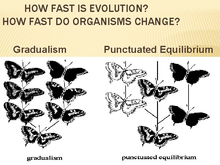 HOW FAST IS EVOLUTION? HOW FAST DO ORGANISMS CHANGE? Gradualism Punctuated Equilibrium 