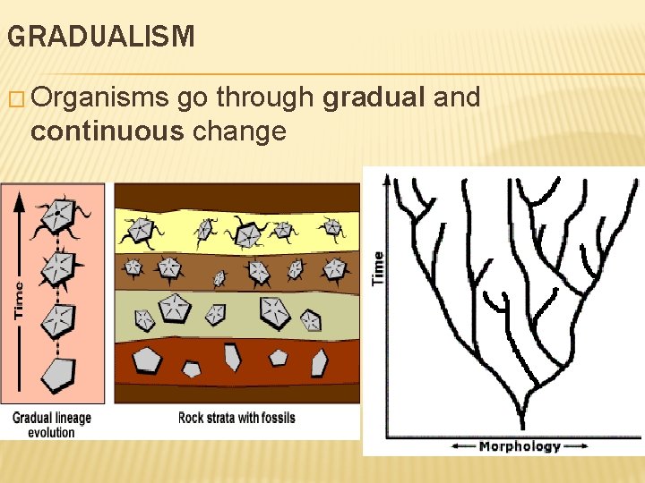 GRADUALISM � Organisms go through gradual and continuous change 