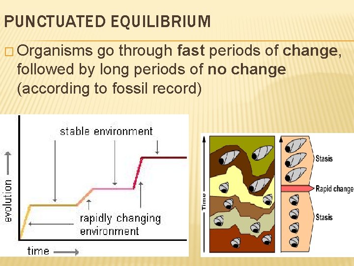 PUNCTUATED EQUILIBRIUM � Organisms go through fast periods of change, followed by long periods