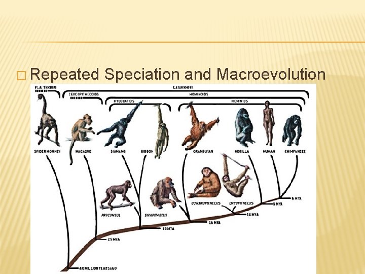 � Repeated Speciation and Macroevolution 