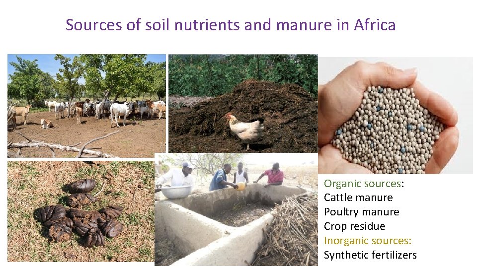 Sources of soil nutrients and manure in Africa Organic sources: Cattle manure Poultry manure