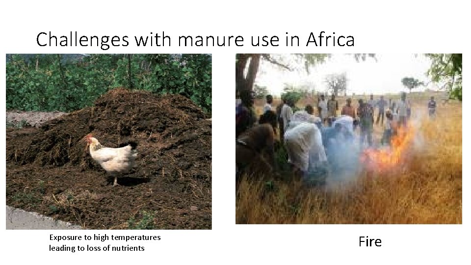Challenges with manure use in Africa Exposure to high temperatures leading to loss of