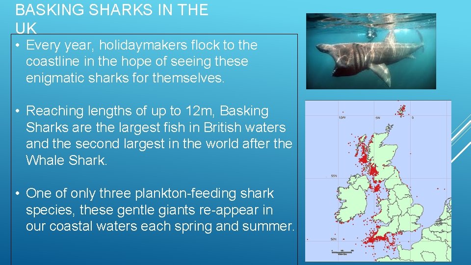 BASKING SHARKS IN THE UK • Every year, holidaymakers flock to the coastline in