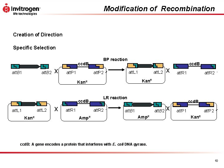 Modification of Recombination Creation of Direction Specific Selection att. B 1 att. B 2