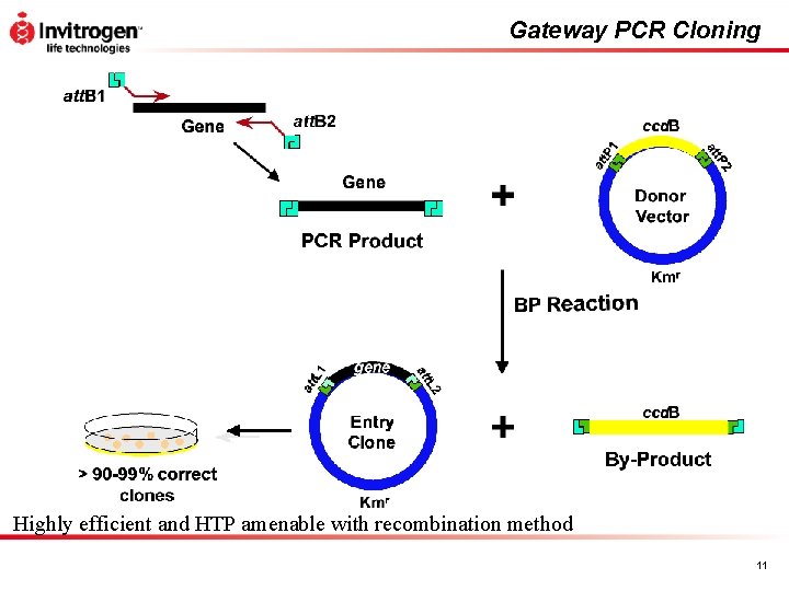 Gateway PCR Cloning Highly efficient and HTP amenable with recombination method 11 