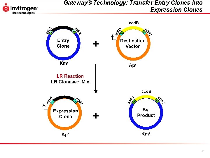 Gateway® Technology: Transfer Entry Clones into Expression Clones 16 