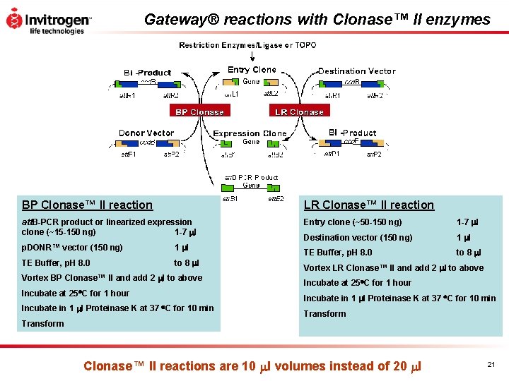 Gateway® reactions with Clonase™ II enzymes BP Clonase™ II reaction LR Clonase™ II reaction