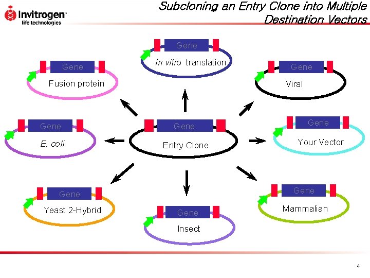 Subcloning an Entry Clone into Multiple Destination Vectors Gene In vitro translation Fusion protein