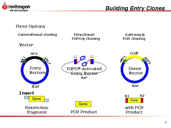 Building Entry Clones Three Options Conventional cloning Directional TOPO® Cloning Gateway® PCR Cloning Vector