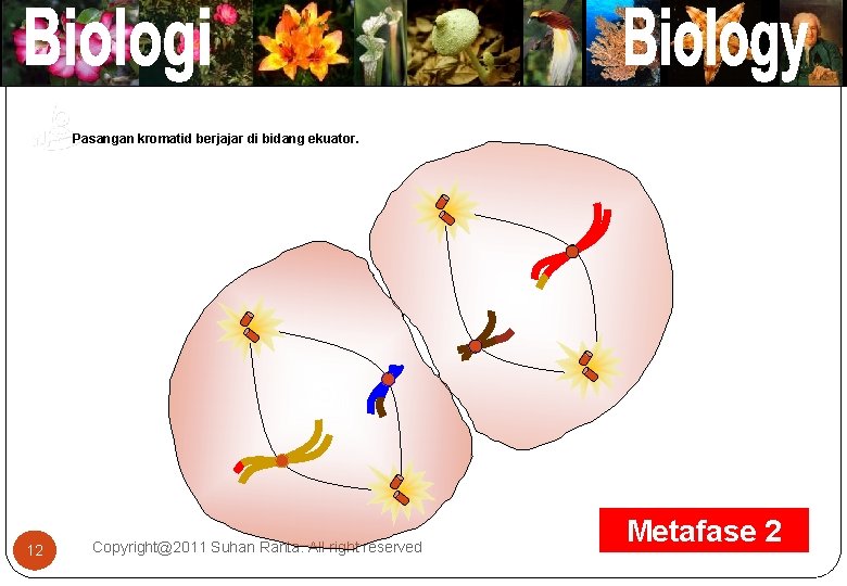 Pasangan kromatid berjajar di bidang ekuator. `` ` 12 Copyright@2011 Suhan Ranta. All right