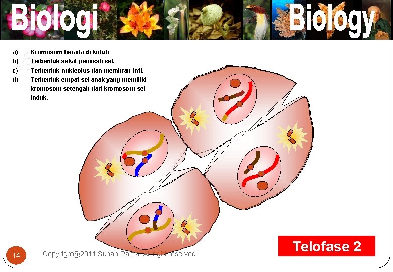 Kromosom berada di kutub Terbentuk sekat pemisah sel. Terbentuk nukleolus dan membran inti. Terbentuk