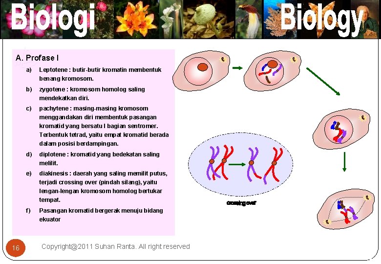 A. Profase I a) Leptotene : butir-butir kromatin membentuk benang kromosom. b) zygotene :