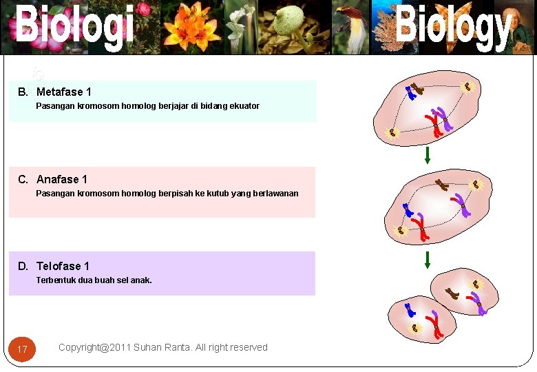 B. Metafase 1 Pasangan kromosom homolog berjajar di bidang ekuator C. Anafase 1 Pasangan