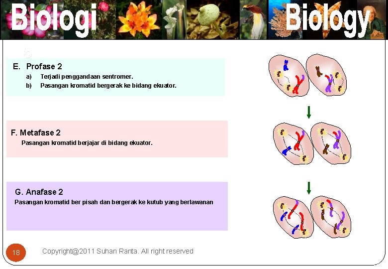 E. Profase 2 a) b) Terjadi penggandaan sentromer. Pasangan kromatid bergerak ke bidang ekuator.