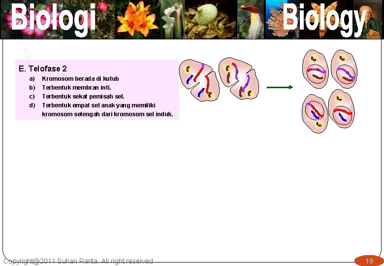 E. Telofase 2 a) b) c) d) Kromosom berada di kutub Terbentuk membran inti.