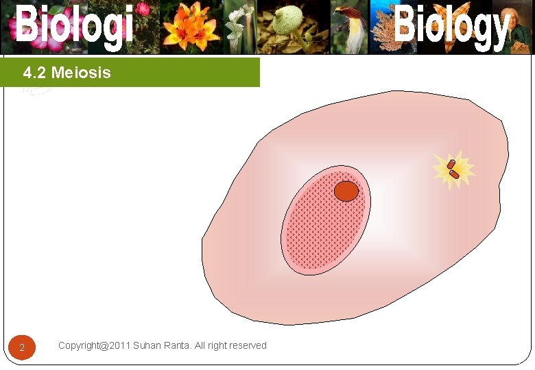 4. 2 Meiosis 2 Copyright@2011 Suhan Ranta. All right reserved 2 