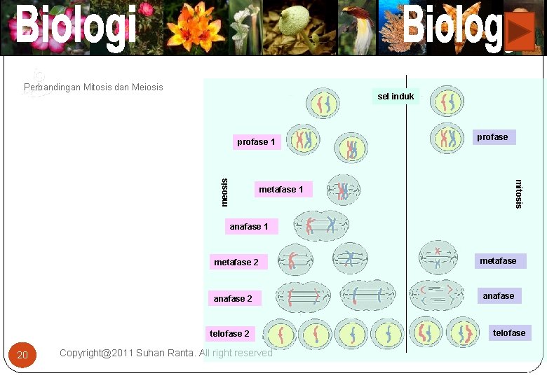 Perbandingan Mitosis dan Meiosis sel induk metafase 1 profase mitosis meosis profase 1 anafase