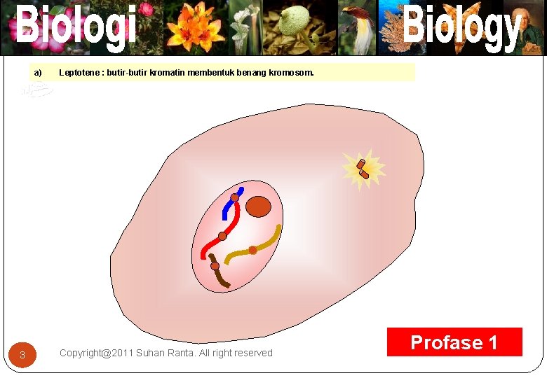 a) Leptotene : butir-butir kromatin membentuk benang kromosom. ` ` 3 Copyright@2011 Suhan Ranta.