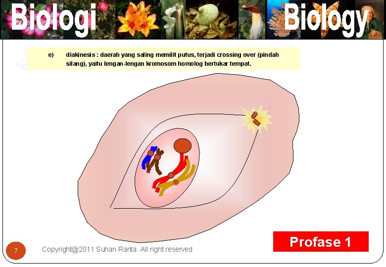 e) diakinesis : daerah yang saling memilit putus, terjadi crossing over (pindah silang), yaitu