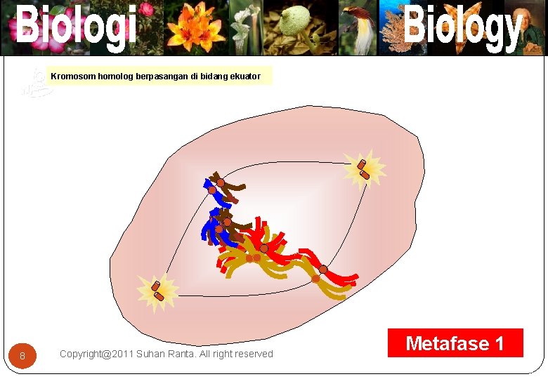 ` `` Kromosom homologbergerak berpasangan di bidang ekuator Pasangan kromatid kebidang ekuator `` ```