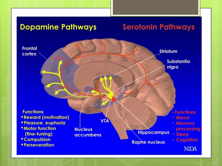 Dopamine and Serotonin 