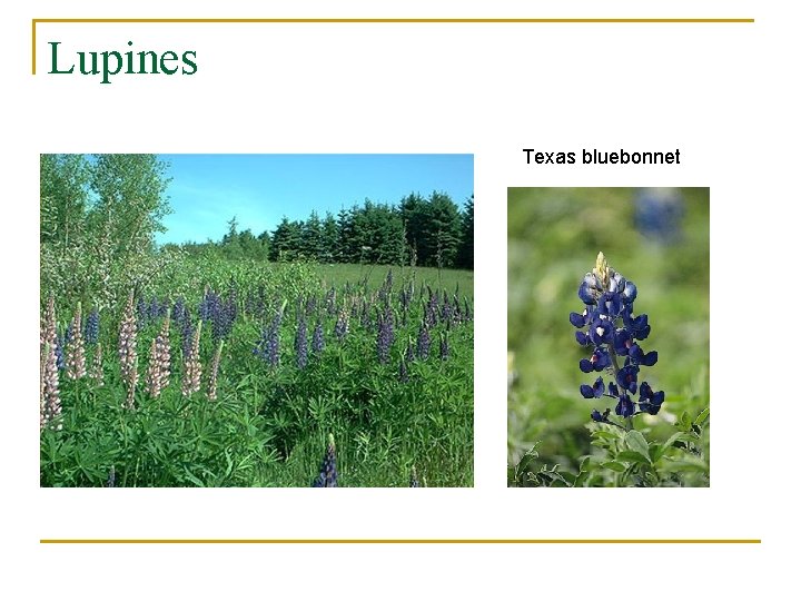 Lupines Texas bluebonnet 