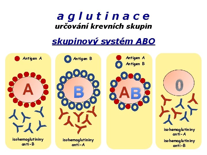 aglutinace určování krevních skupinový systém ABO Antigen A A isohemaglutininy anti-B Antigen B B