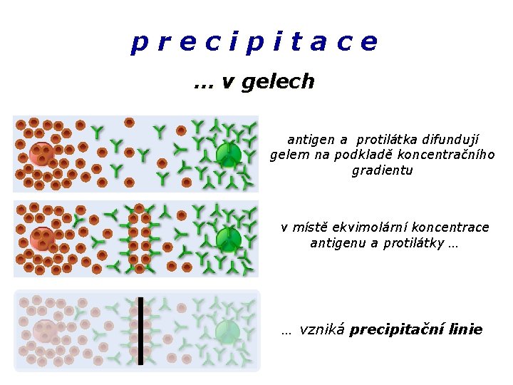 precipitace … v gelech antigen a protilátka difundují gelem na podkladě koncentračního gradientu v