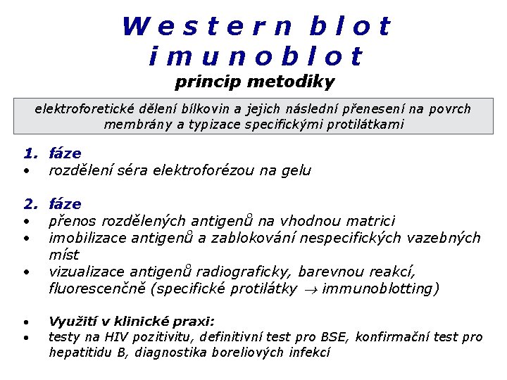 Western blot imunoblot princip metodiky elektroforetické dělení bílkovin a jejich následní přenesení na povrch