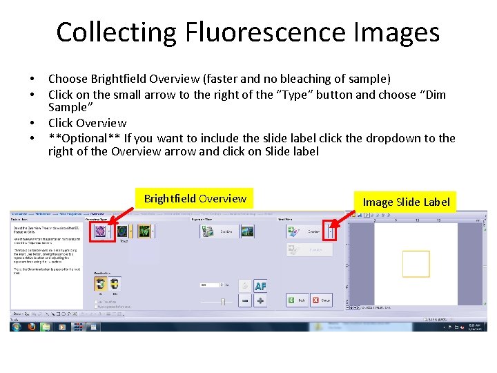 Collecting Fluorescence Images • • Choose Brightfield Overview (faster and no bleaching of sample)